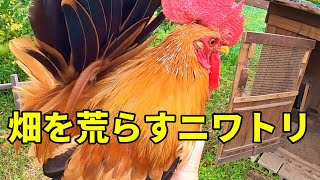 What you get for your own actions] Our precious vegetables