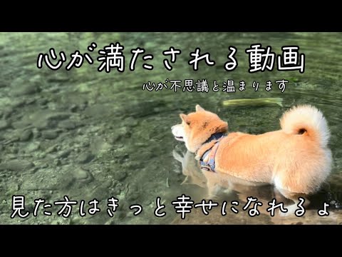 もちごめ兄弟ちゃんねる - YouTube