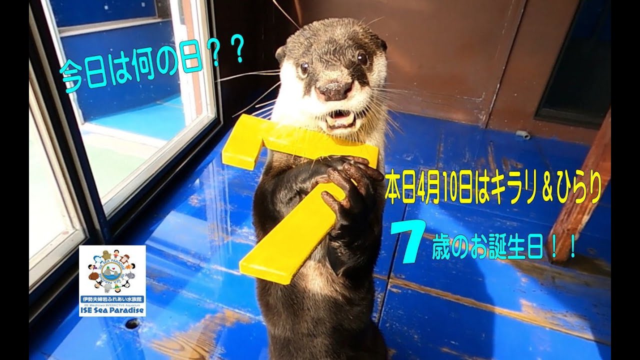 カワウソ】ツメナシカワウソのきらり＆ひらり7歳になりました