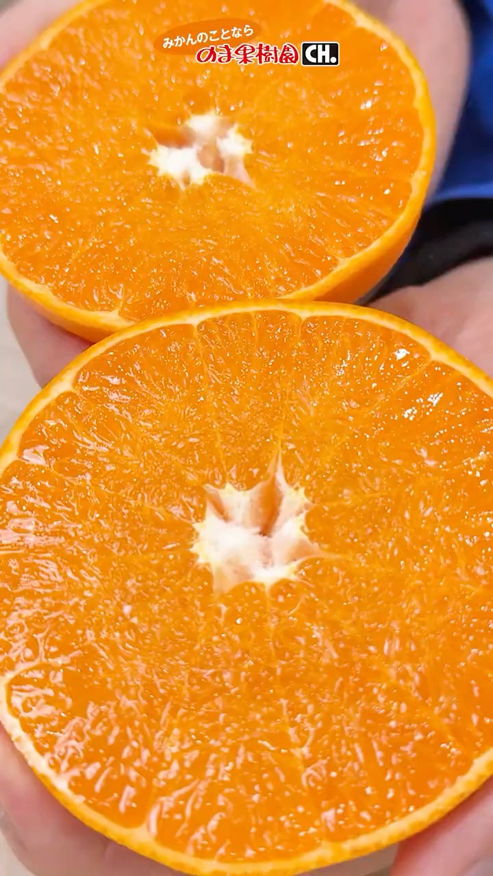 Try it at least once in your life!] Premium mandarin oranges