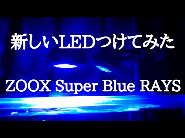 海水魚】ZOOX Super Blue RAYS追加してみました - YouTube