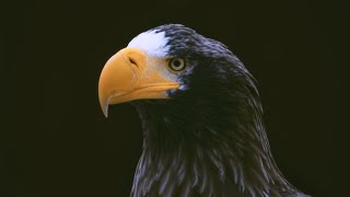 研究所の概要 - 猛禽類医学研究所