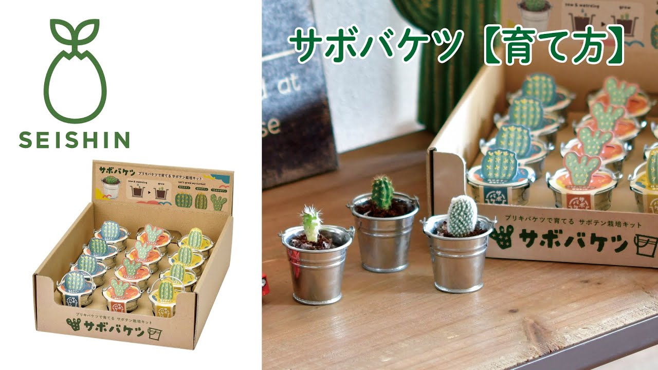 サボバケツ栽培キット - 聖新陶芸株式会社｜栽培キットの企画・製造・販売