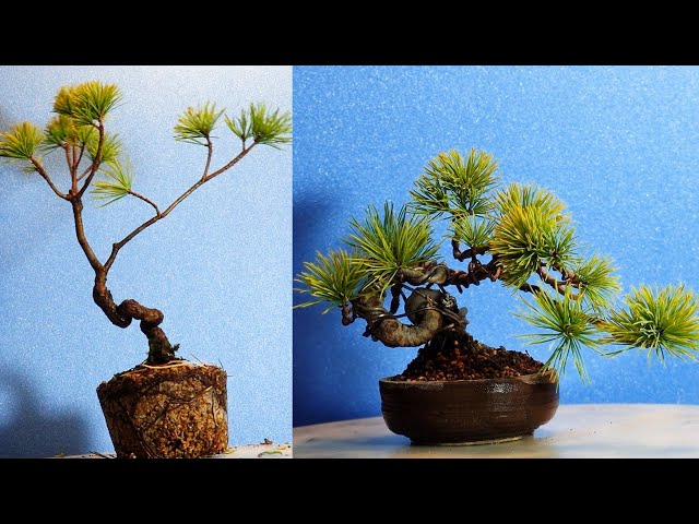 The Japanese white pine can be folded up into a mini bonsai - YouTube