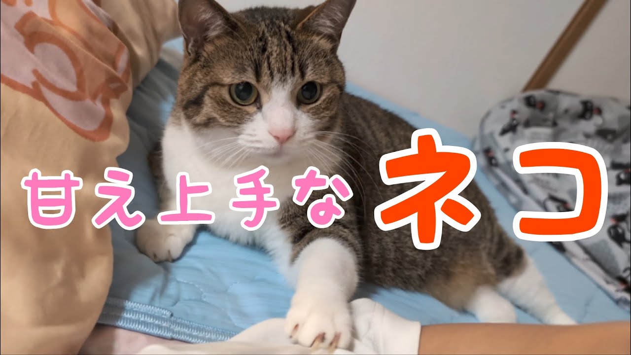 甘え上手なお猫さま！ vol.1399 - YouTube