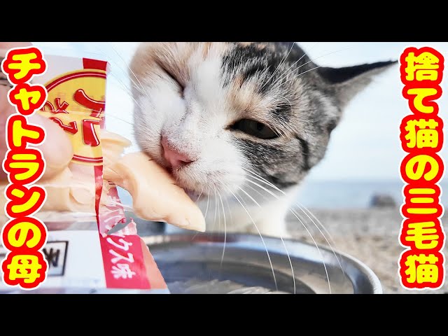 事故死した子猫のチャトランの母猫と保護され捨てられた三毛猫にご飯を