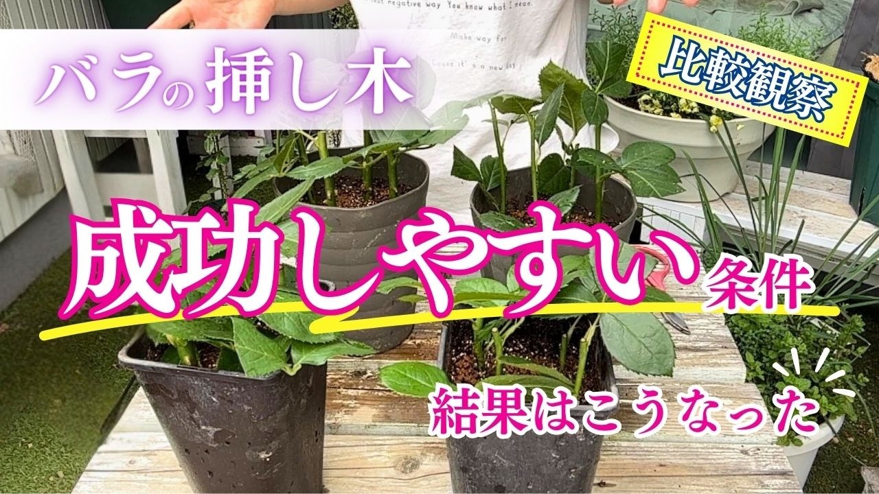 挿し木の1年間比較】あなたならどんな枝を選びますか？挿し木スタート