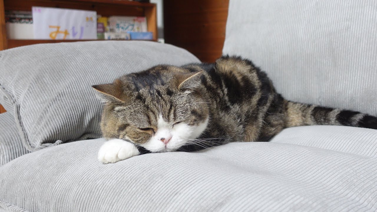 新しいソファで寛ぐねこ。-Maru relaxes on the new sofa.-（動画