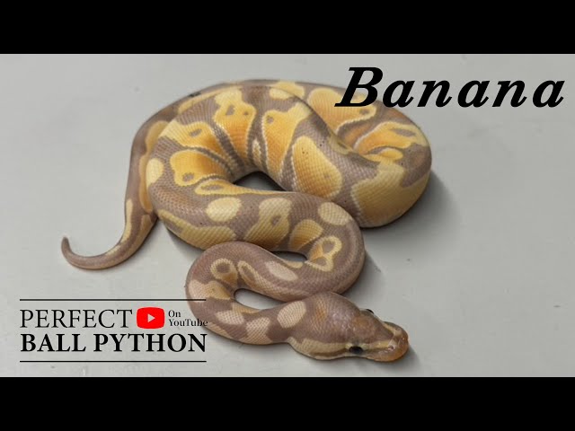 PERFECT BALL PYTHON] Popular with women too! [Banana] - YouTube