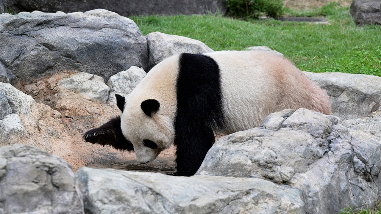 2025.10.15 今日のパンダ（3978日目）[8K] - YouTube