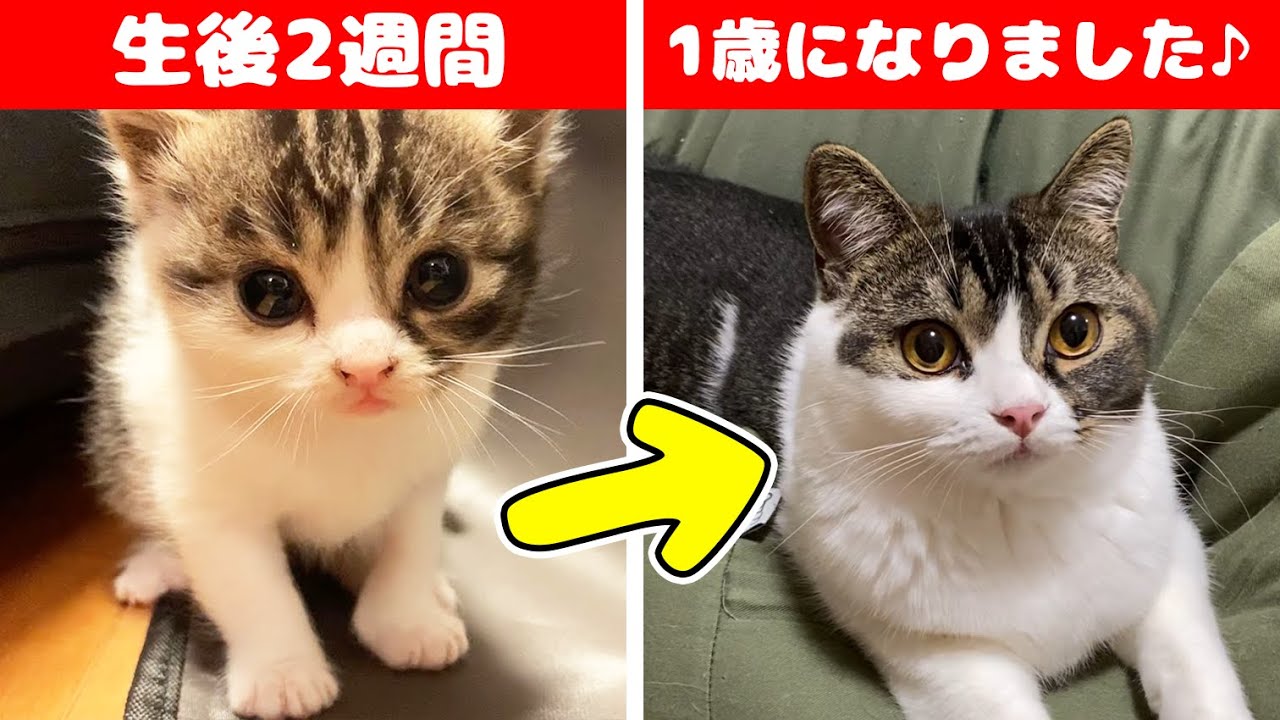 うま次郎1歳記念！生まれたばかりの子猫がパパ猫大好きな甘えん坊に