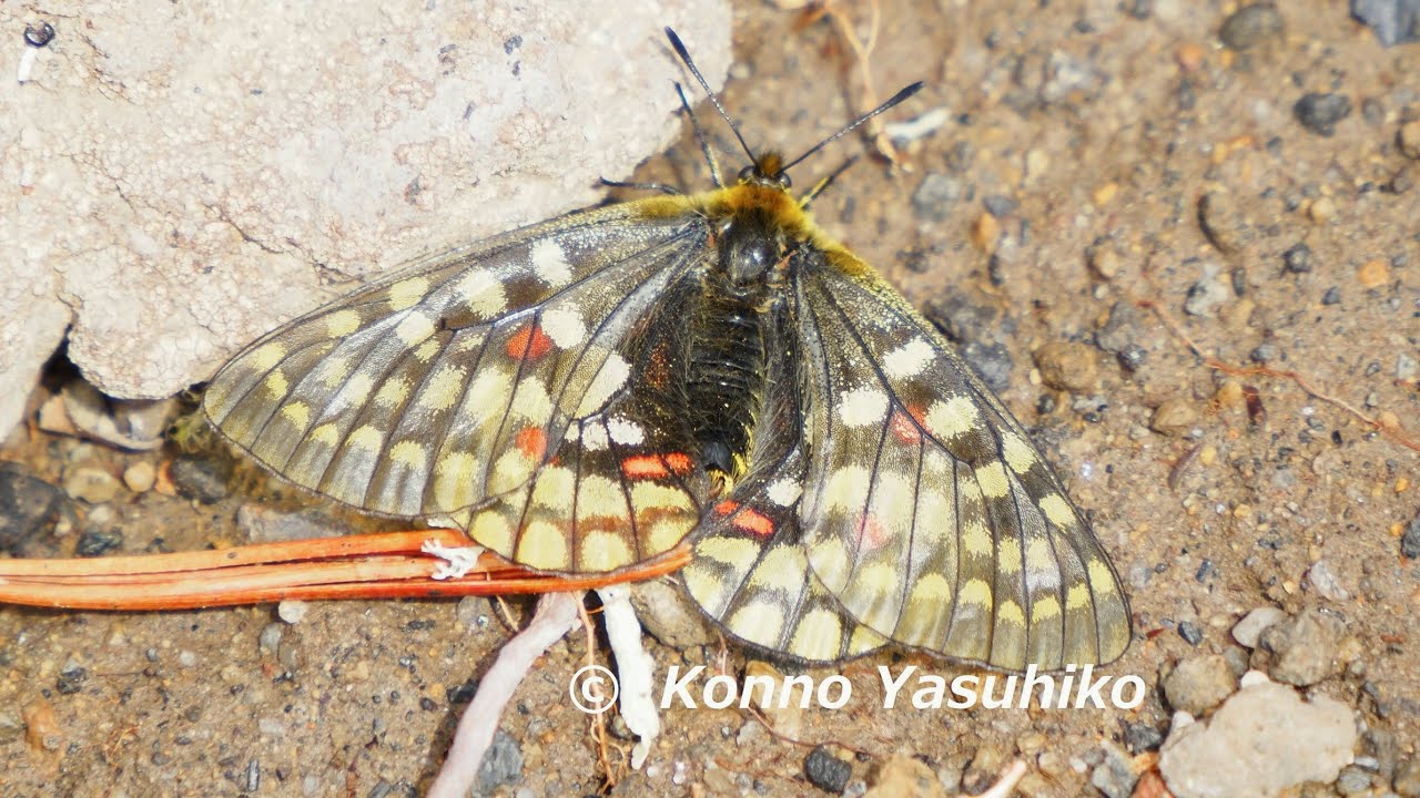 規制前採集品 大雪山 ウスバキチョウ ♂A級品 規制前採集品 大雪山
