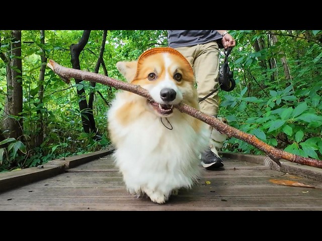 木の棒」を咥えたコーギーが『散歩拒否』を極めた結果… - YouTube