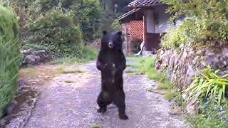 朝刊配達中、2本足で立つクマ 逃げる様子なくうろつく 養父の民家近く