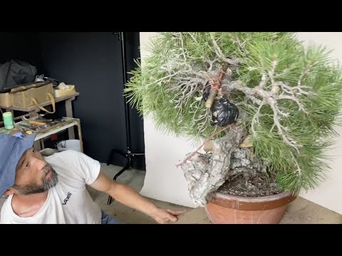 大物黒松改作 幹の凝縮で迫力を備えた中品へと導く 月刊「#近代盆栽