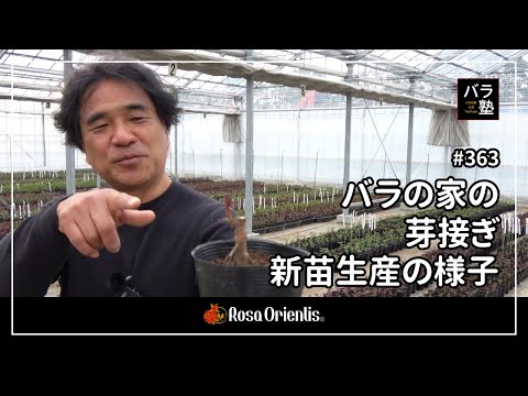 363 Bud grafting and new seedling production at the Rose House