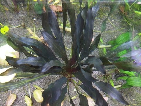 Echinodorus horemanii 'Super Red' (エキノドルス ホレマニー