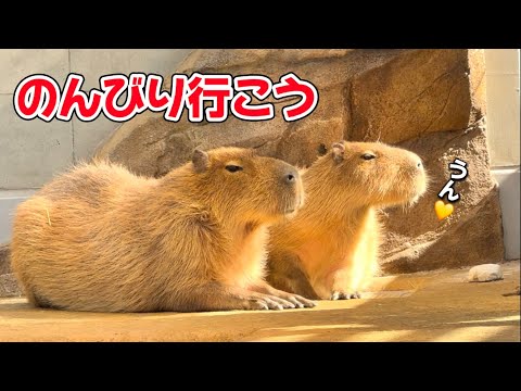 Three capybara sisters relaxing [Kobe, Japan] - YouTube