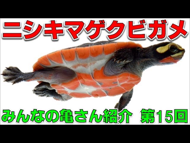 Let's Keep a Turtle ⑩] Western Spotted Turtle 