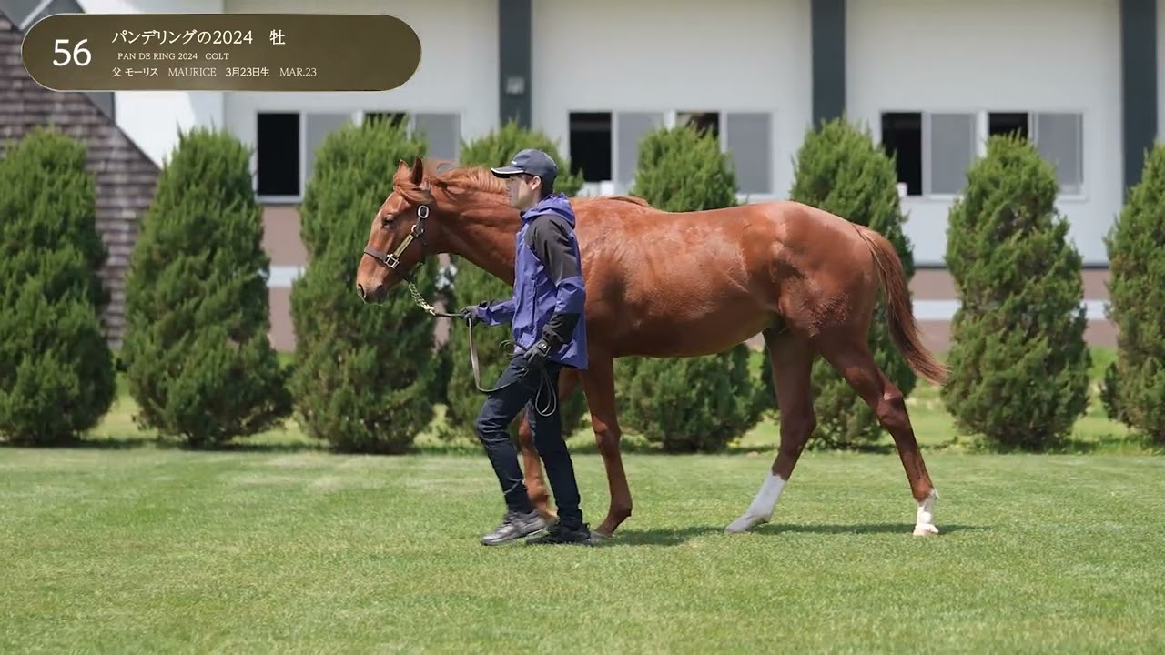 No.56 パンデリングの2024 [2025年7月14日 JRHAセレクトセール 1歳上場