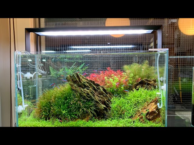 発売前レビュー】ADA アクアスカイRGB60の検証① 未発売のLEDライトを