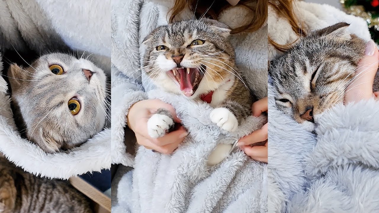 これは買い！ニトリの冬用品をりっちゃんたちに使ってもらった結果