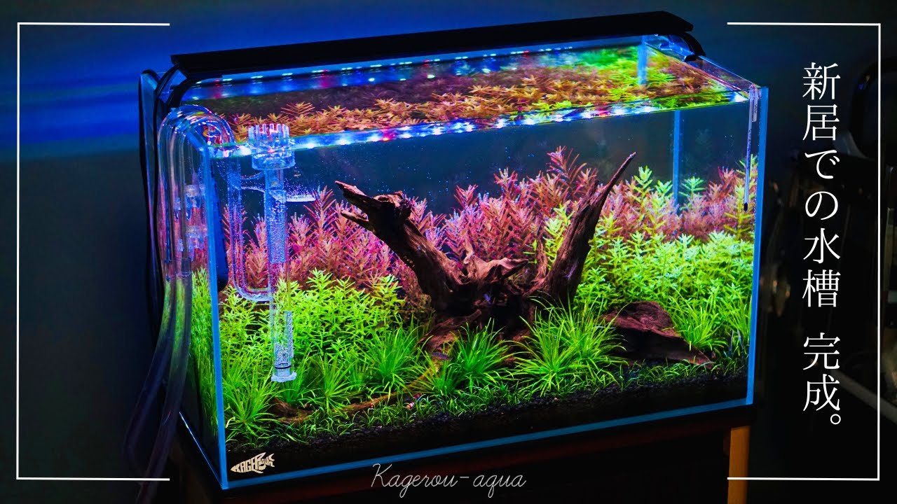 水草レイアウト水槽完成！60cm水槽 - YouTube