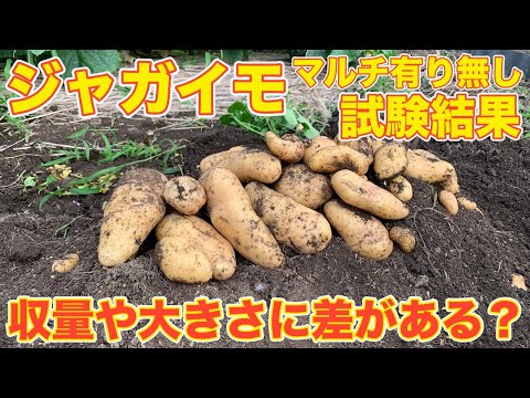 試験結果】ジャガイモ栽培 マルチ有り無しでこんなに差があるの？驚く