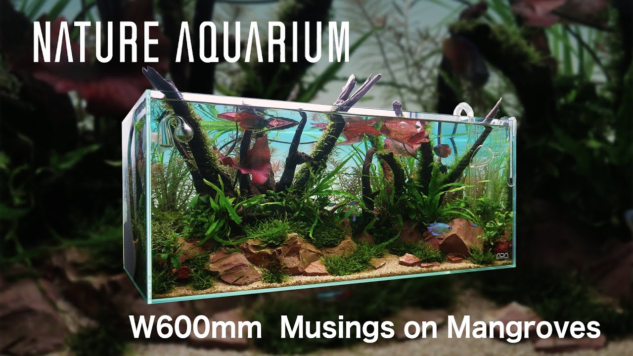 ADAの水景「Musings on Mangroves マングローブに思いを馳せて」を60cm