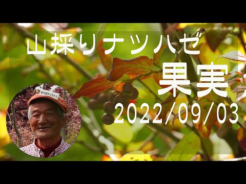 山採りナツハゼ果実 2022-2 - YouTube