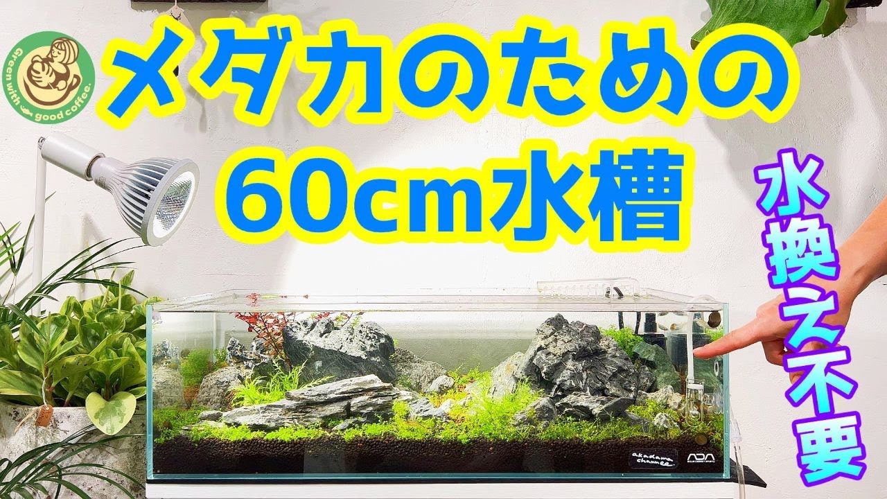 メダカ】水換えの要らない水槽でメダカを楽しもう（底面フィルターで