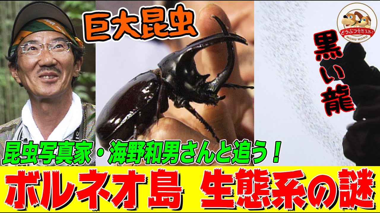 巨大昆虫の宝庫】ボルネオ島のジャングルで洞窟に潜入！空に立ち上る