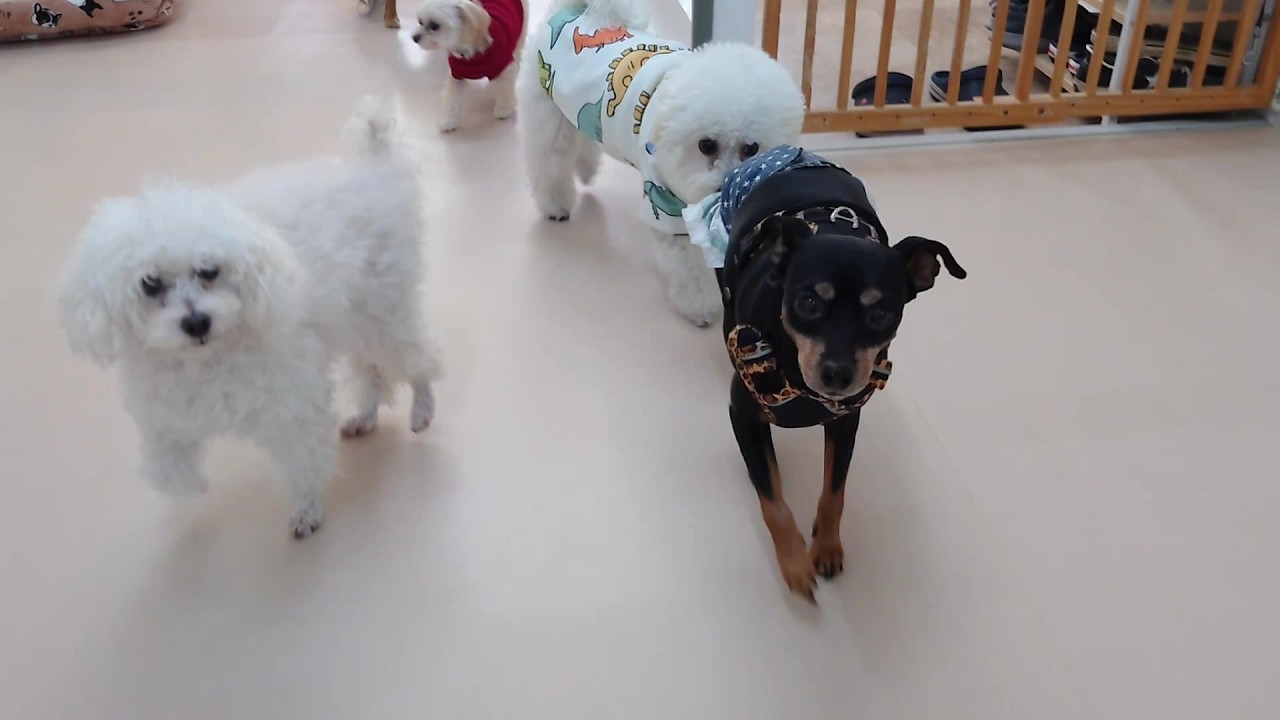 Joined by Miniature Pinscher 🐶 Secret Now! ②🐶 February 13, 2026