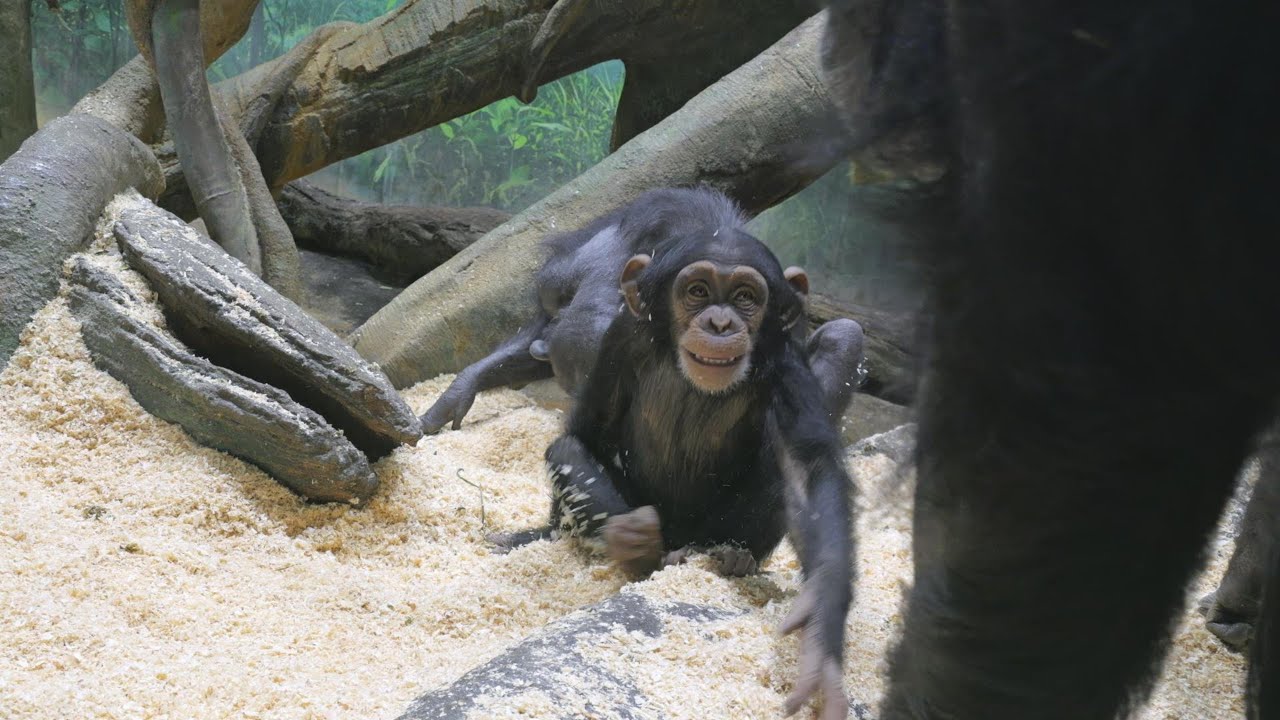 Runaway locomotive Kosachi is acquitted thanks to his white