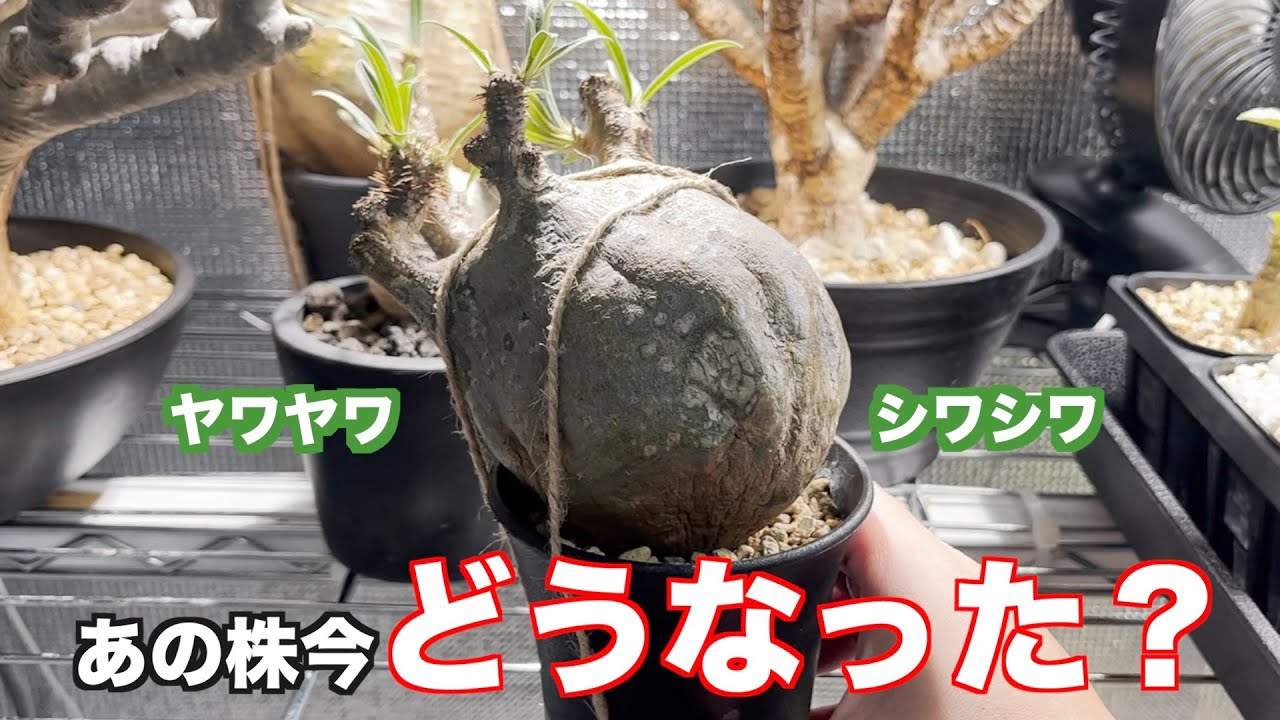 I was supposed to explain how to plump up wrinkled plants, but