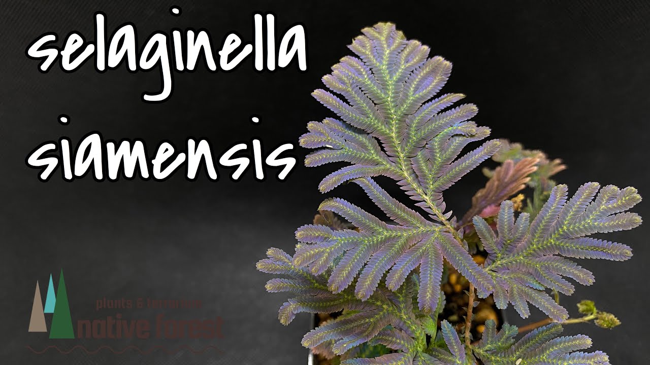 Selaginella siamensis] Selaginella siamensis ~Opening Ceremony