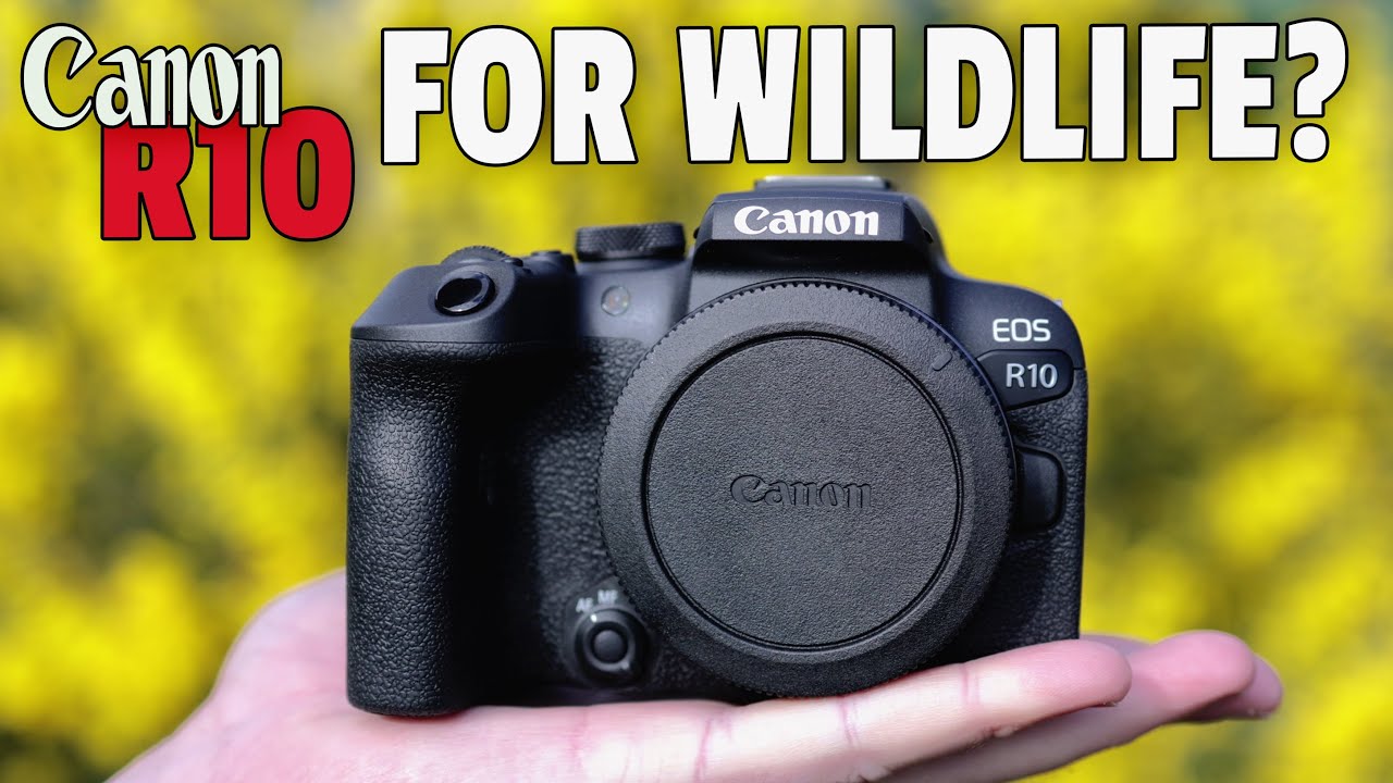 Canon R10 Field Test Using Sigma 150-600C & RF100-400!! - YouTube