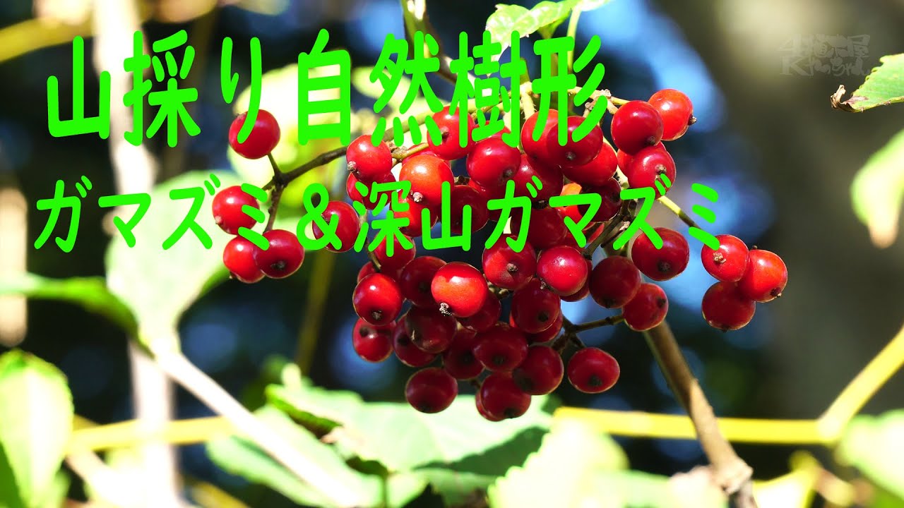 山採り自然樹形] ガマズミ ミヤマガマズミ 美味しい実 - YouTube