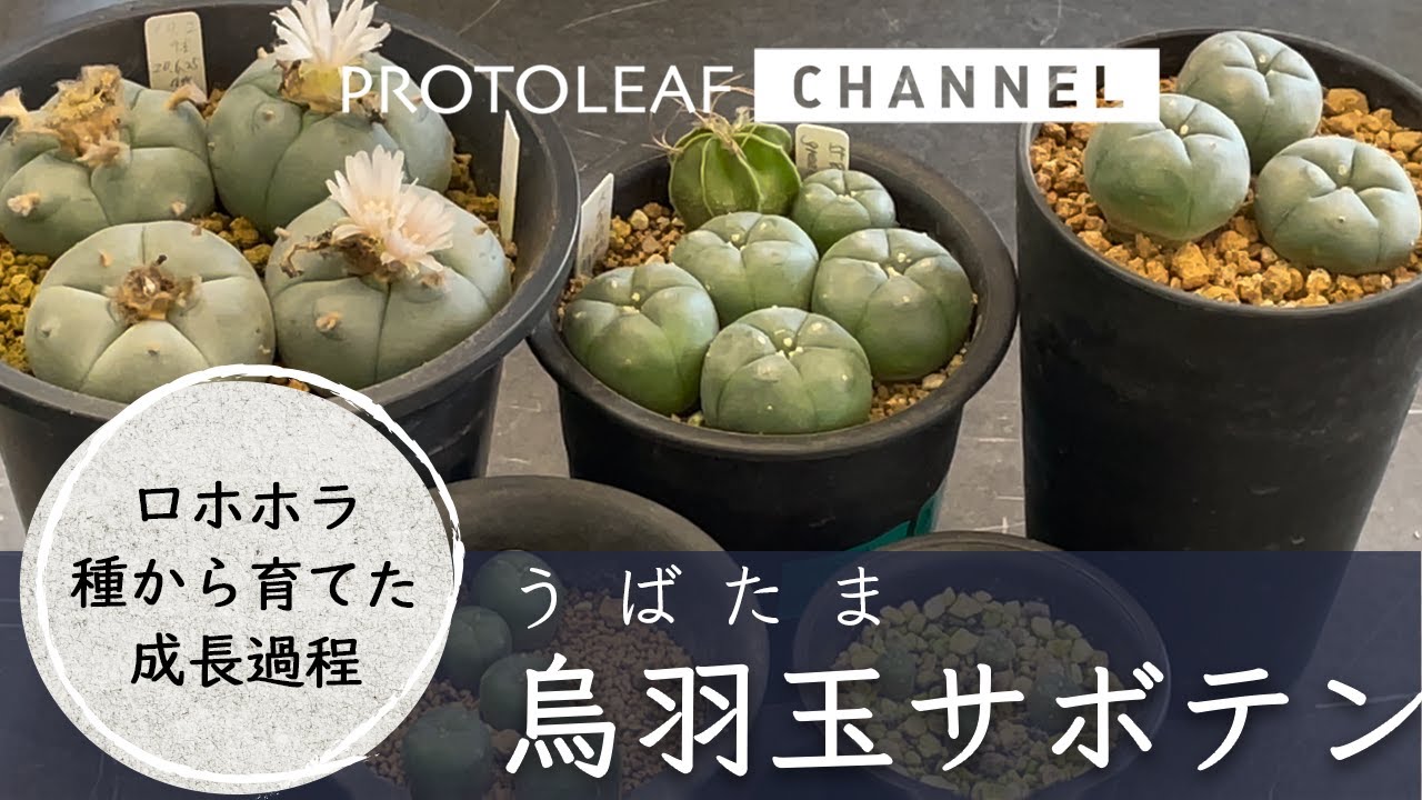 ロホホラ】烏羽玉（うばたま）サボテン 種から育てた成長過程のご紹介