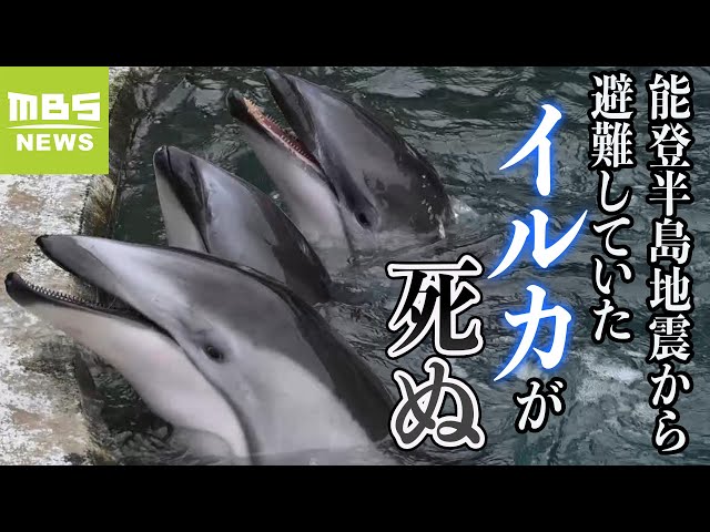 石川県から避難の「イルカ」が死ぬ 避難前から食欲不振などの体調不良