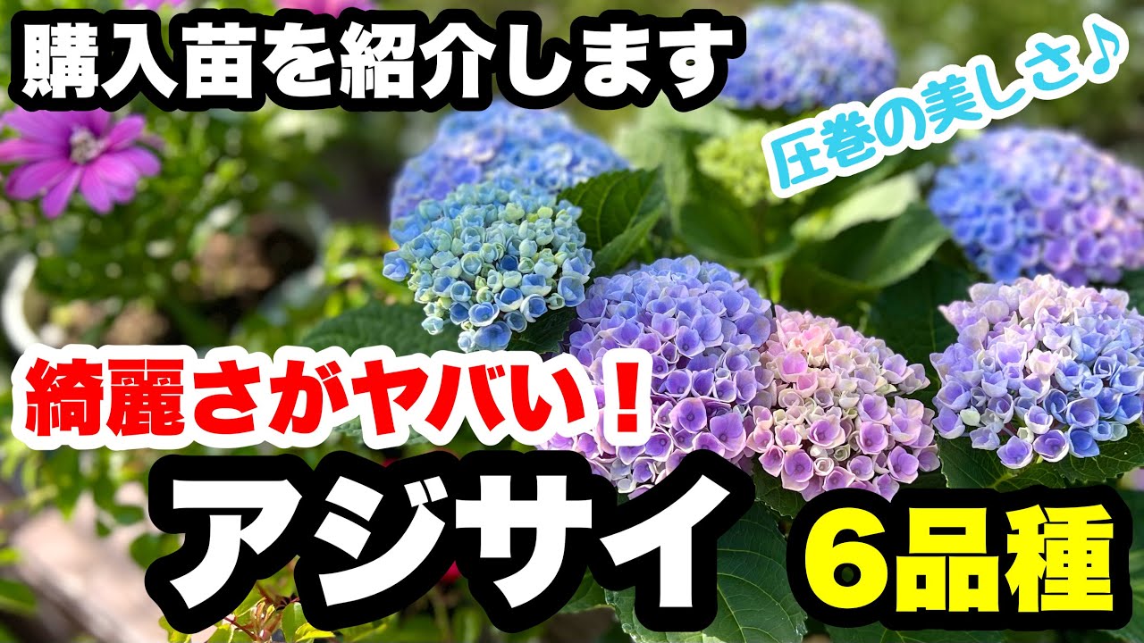 ◇【Immediate Purchase】Rainbow Hydrangea Antique Blue! New New