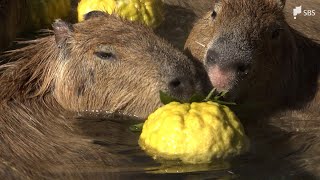 It's been so cold lately, I'm jealous