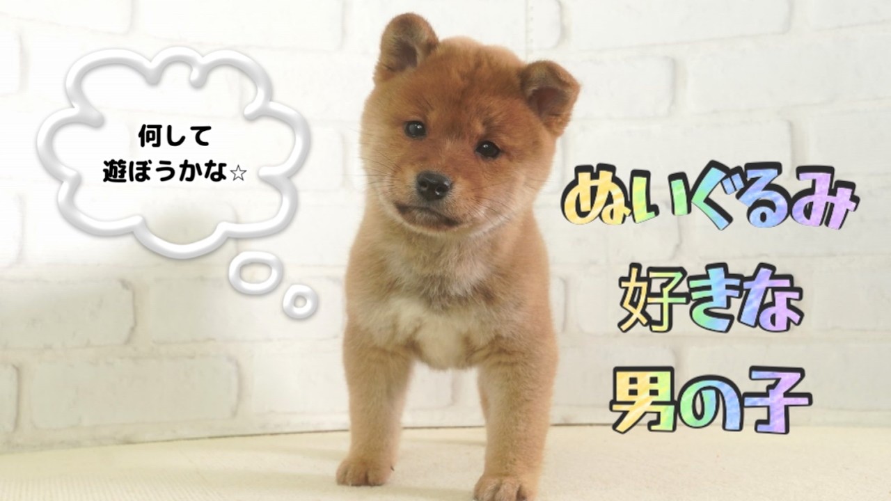Mameshiba Dog Puppy (Mame Shiba Inu) 12/7 Male (Male) Setsu