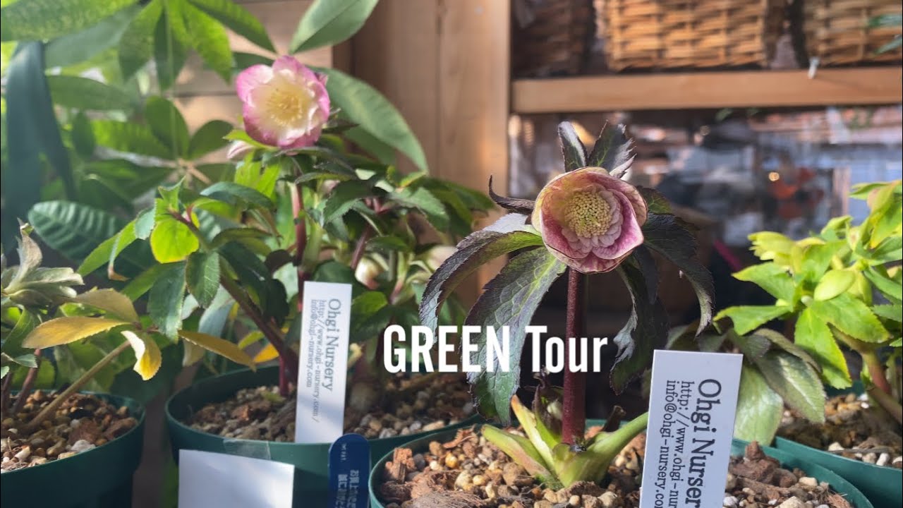 こんなに美しいクリスマスローズ見たことない！ご近所と差がつく希少