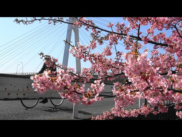 2026大田区花見002🌸首都高速大師橋☆河津桜☆撮影：2月23日 - YouTube