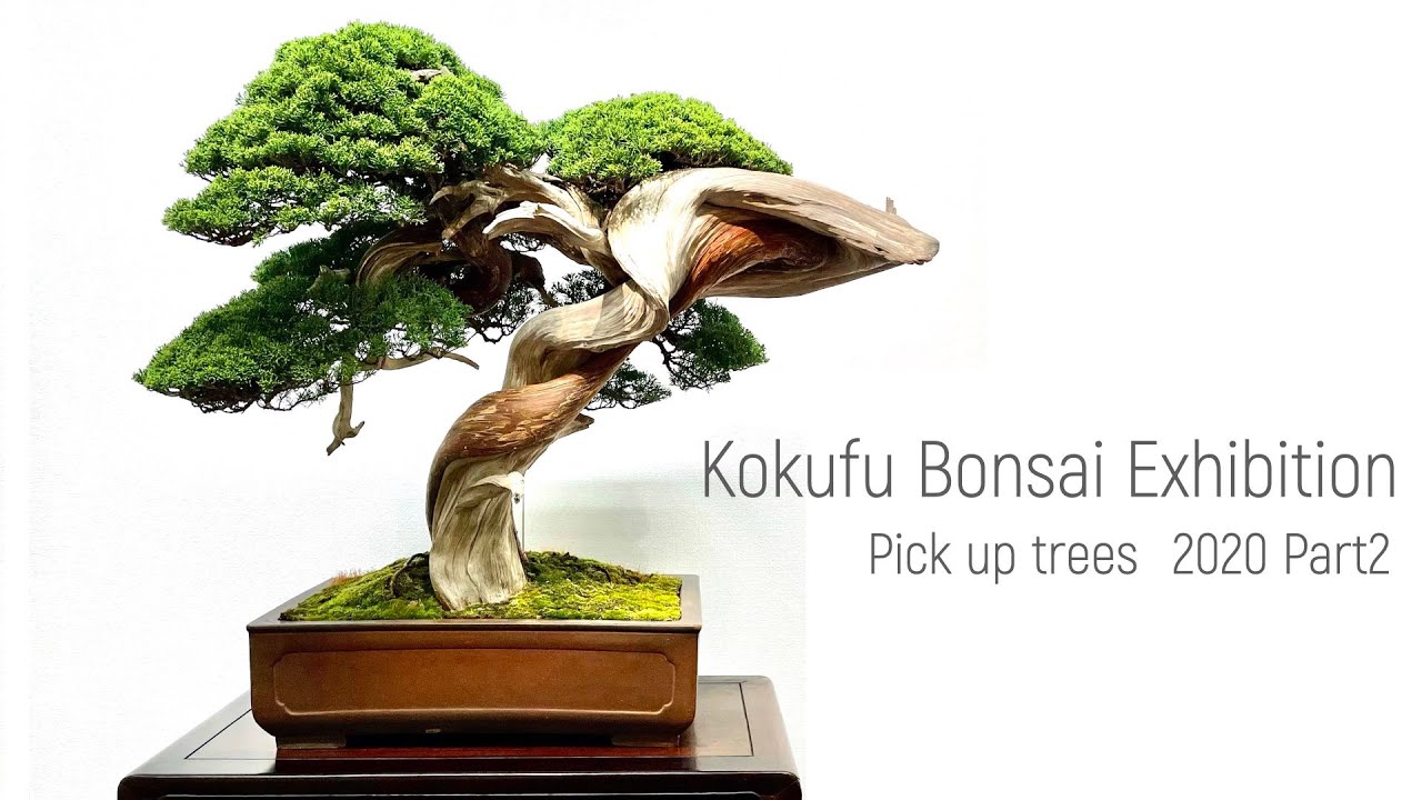 国風盆栽展・イベント | 【公式】一般社団法人 日本盆栽協会