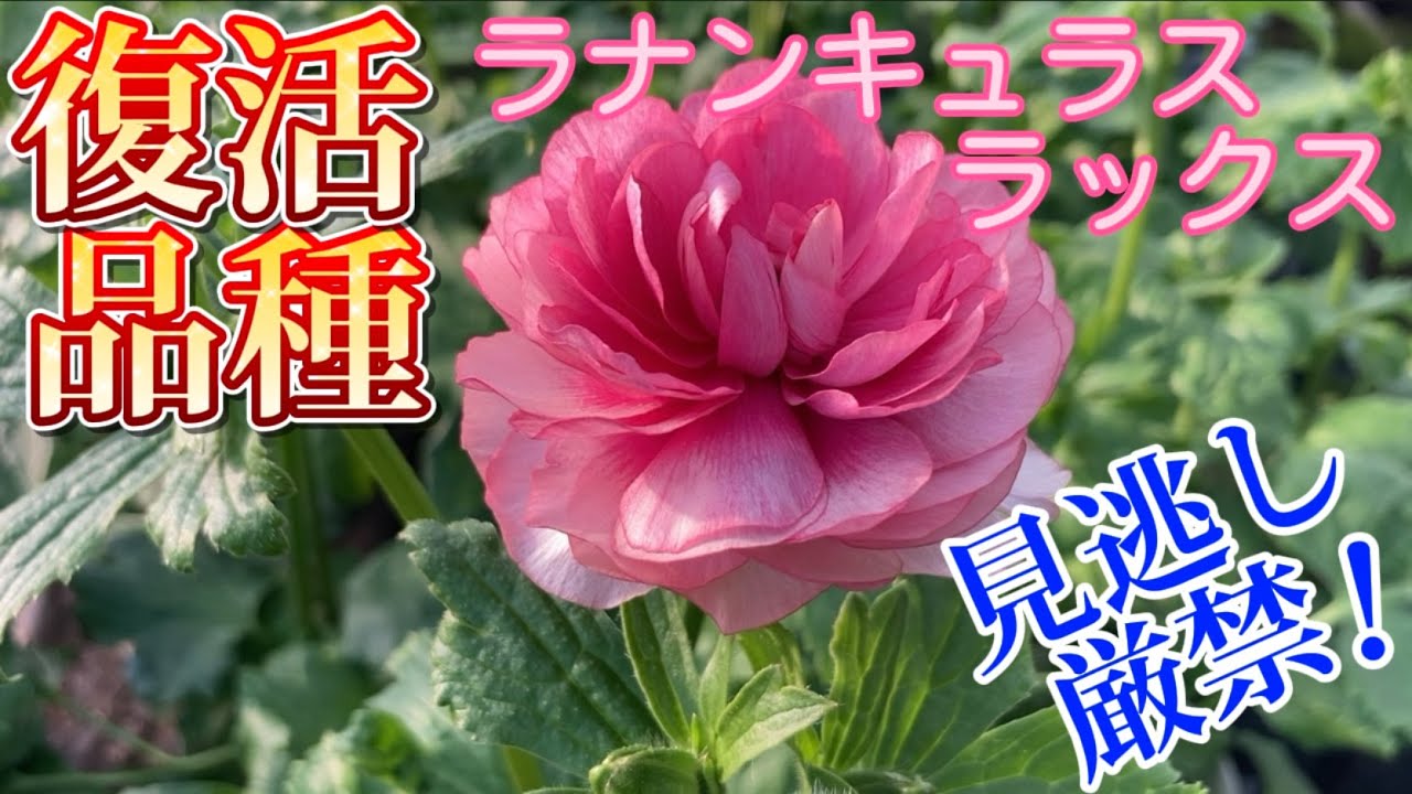 待望のリバイバル品種【ラナンキュラスラックス】【園芸のぶチャンネル