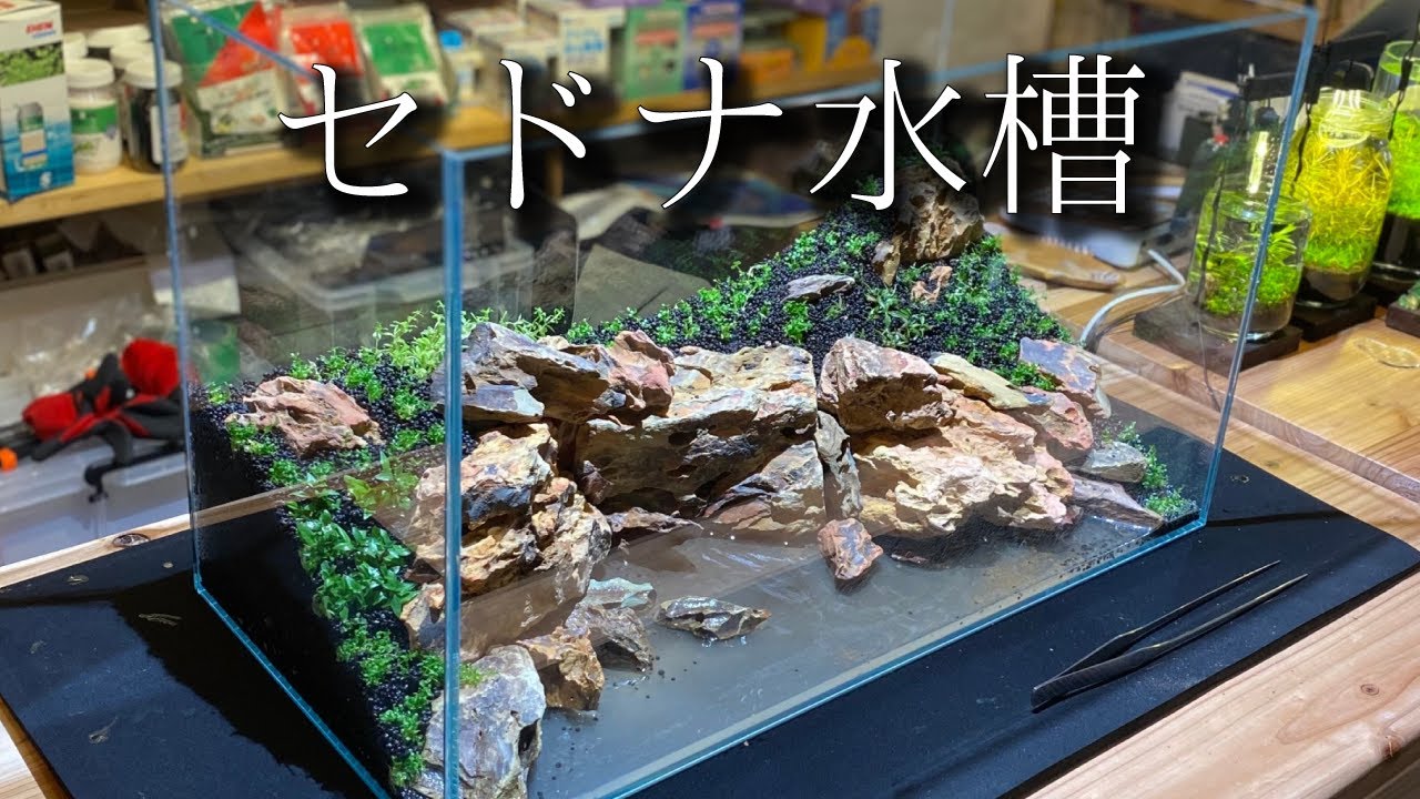 Power Spot in Your Room] Professional 60cm Aquarium Layout Setup