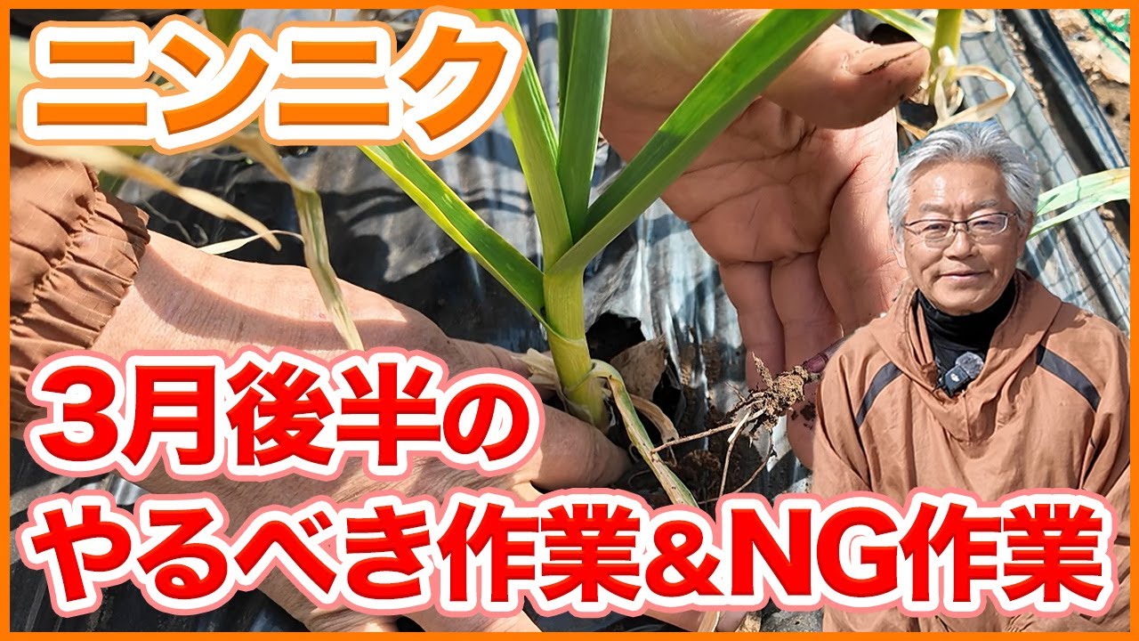 Secret tips for caring for garlic to make it swell in your home