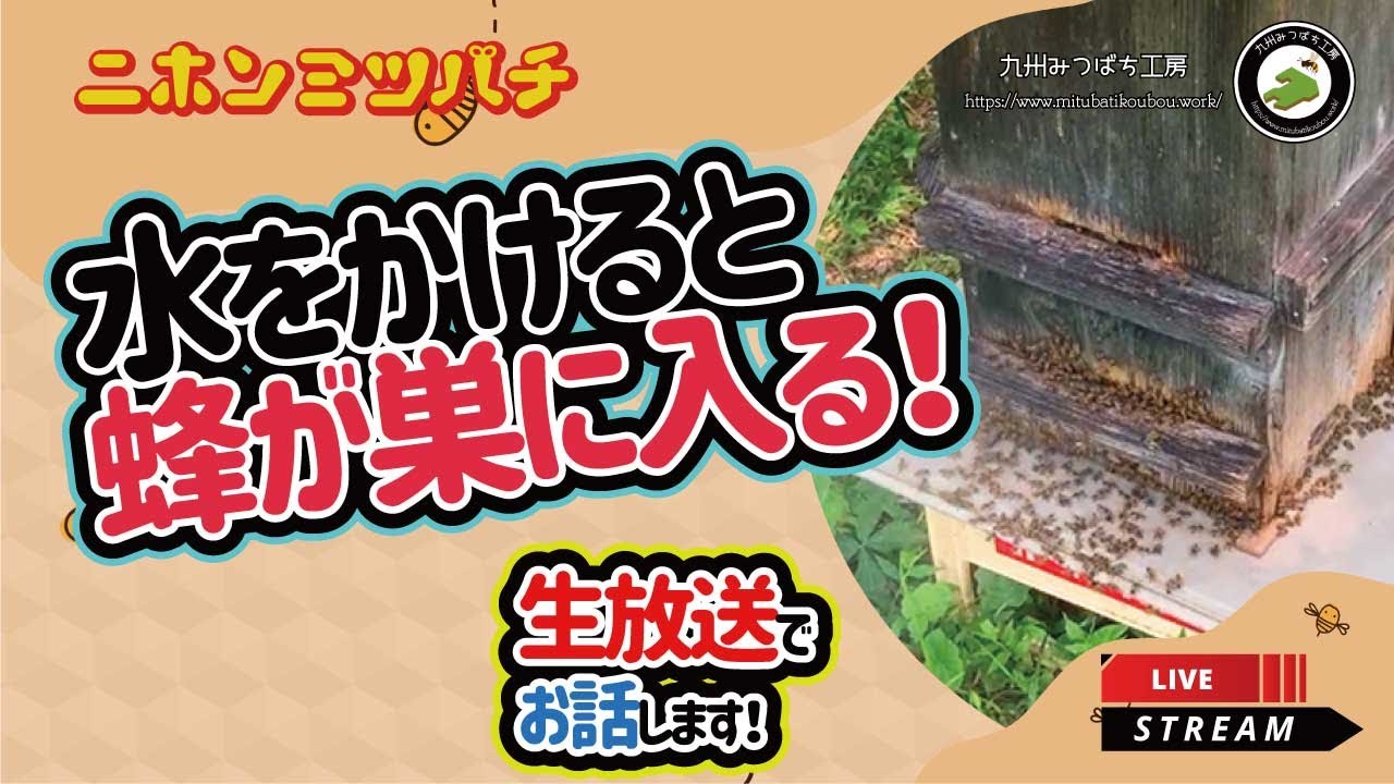 ニホンミツバチの採蜜道具を徹底解説】【二ホンミツバチ飼育Q&A